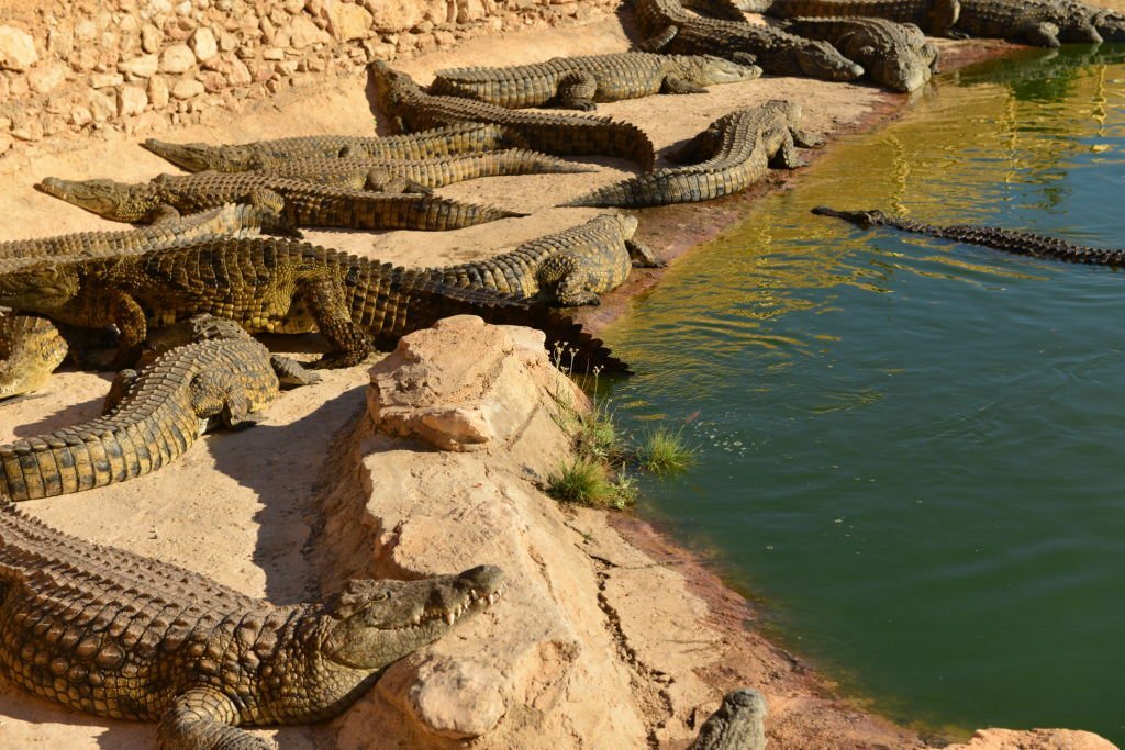 Nile Crocodile basking in the Sun.