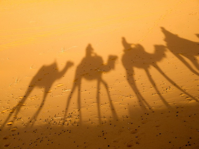 camel, the shade, desert
