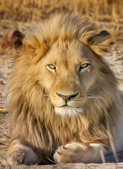 lion, safari, africa